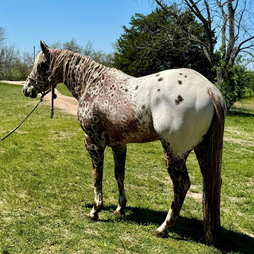 white and tan Appaloosa