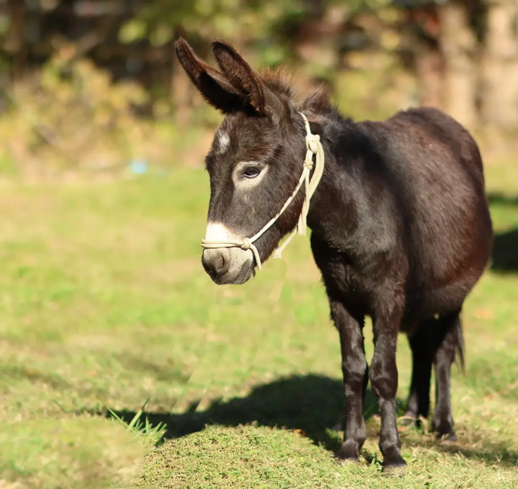 black mini donkey