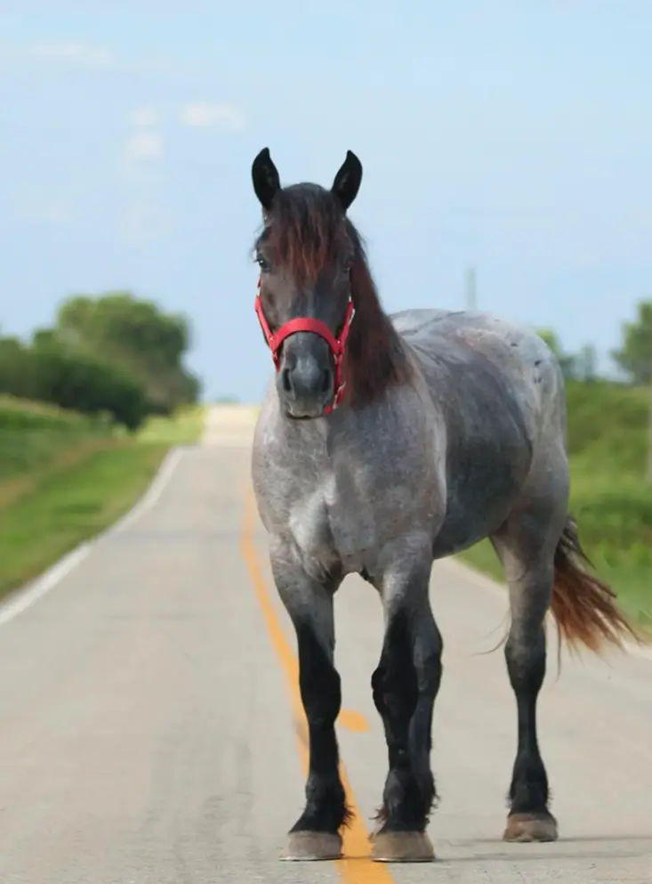 gray and black draft horse