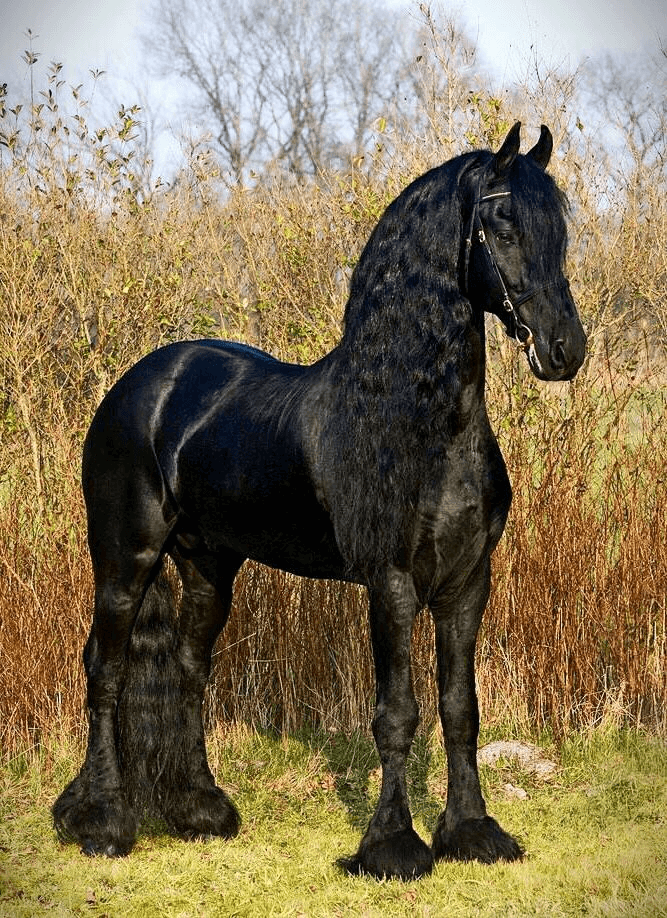 Dark black friesian