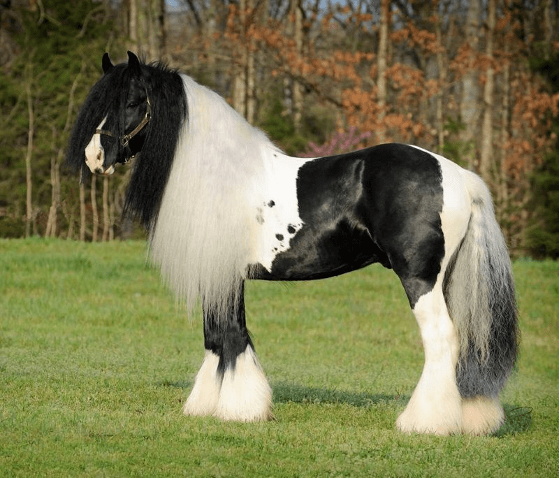 Black and white Gypsy Vanner