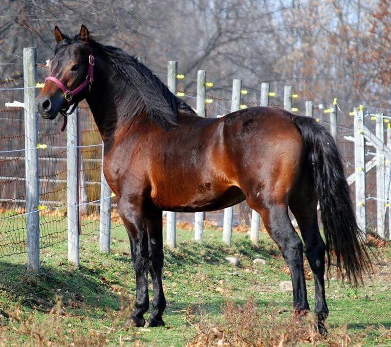 Brown Morgan Horse