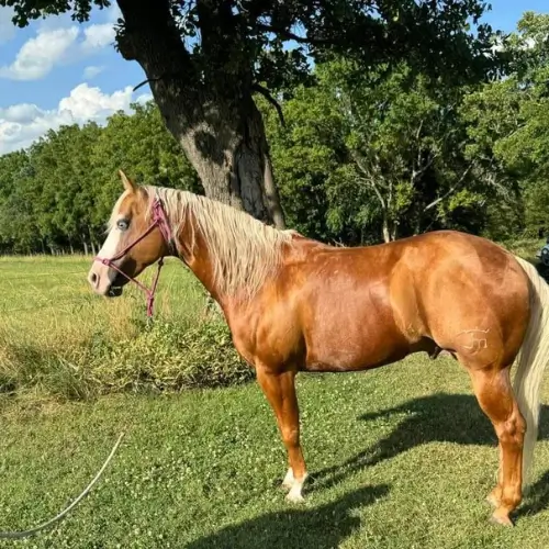 light brown quarter horse