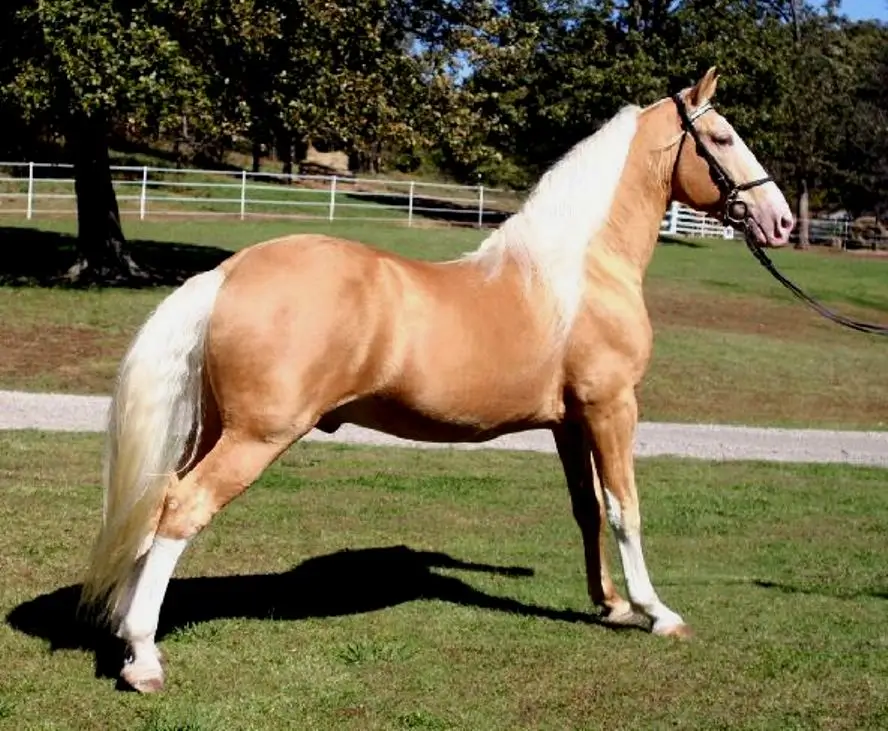 tan with white mane Tennessee walking horse