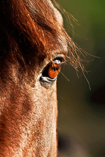 brown horse eye