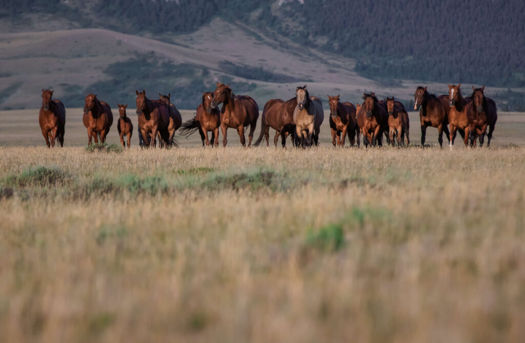 horses standing on hillside.