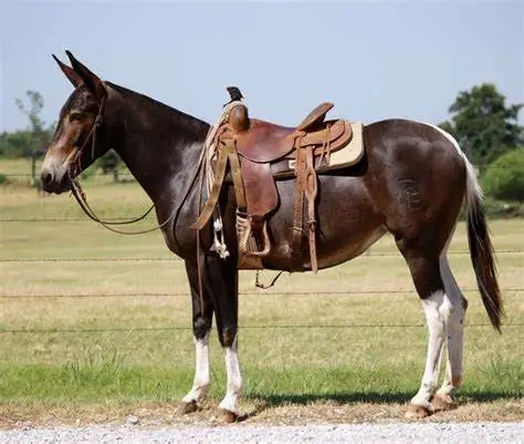 dark brown mule.