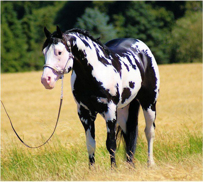 black and white paint horse