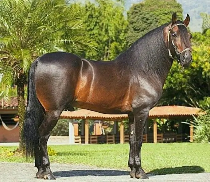 dark brown paso fino horse