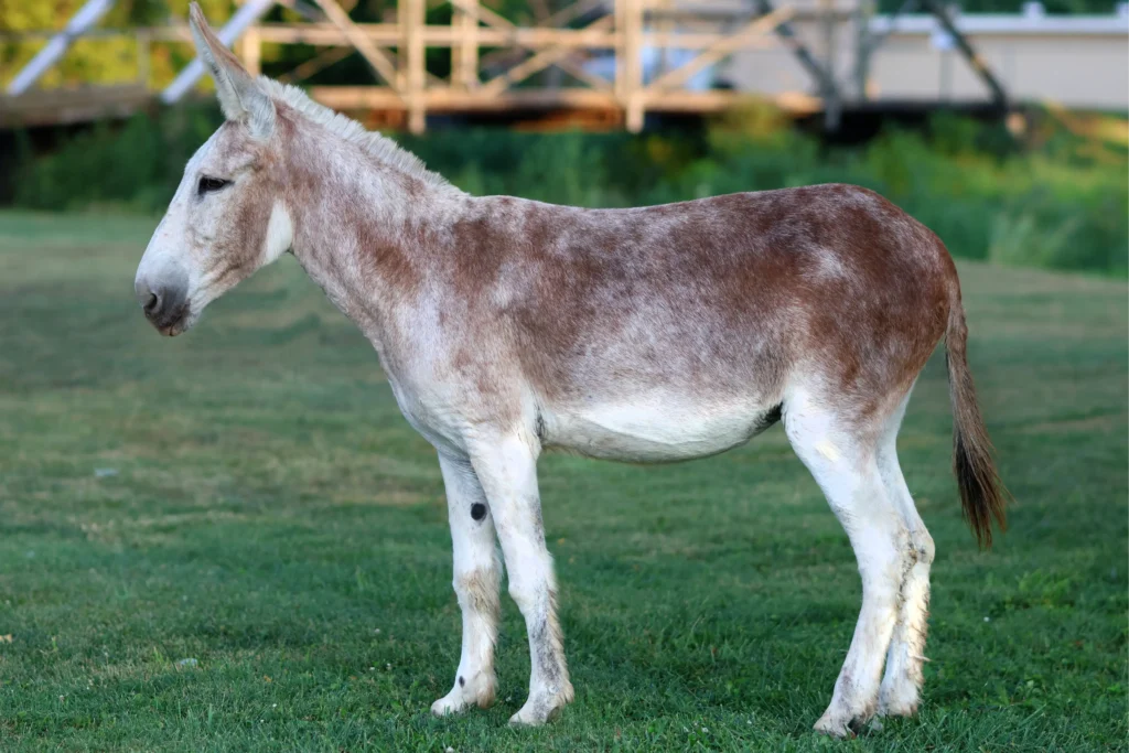 gray donkey