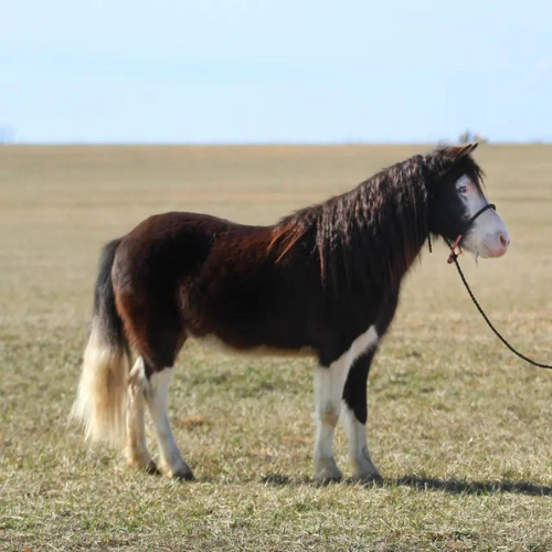 dark brown and white welsh pony