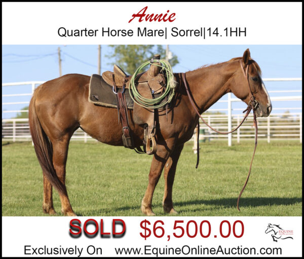 Annie- Sorrel quarter horse mare, trail and family friendly.