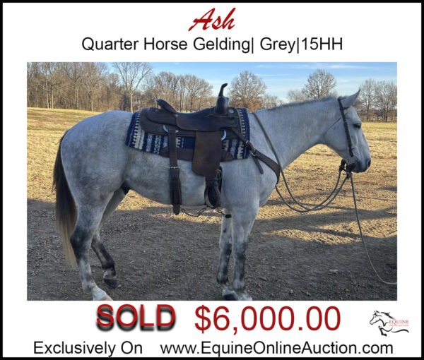 Ash- Quarter Horse, grey gelding