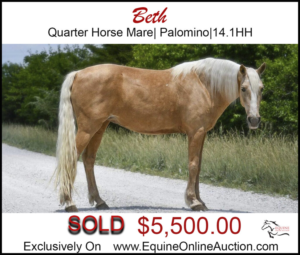 Beth- Quarter horse palomino mare