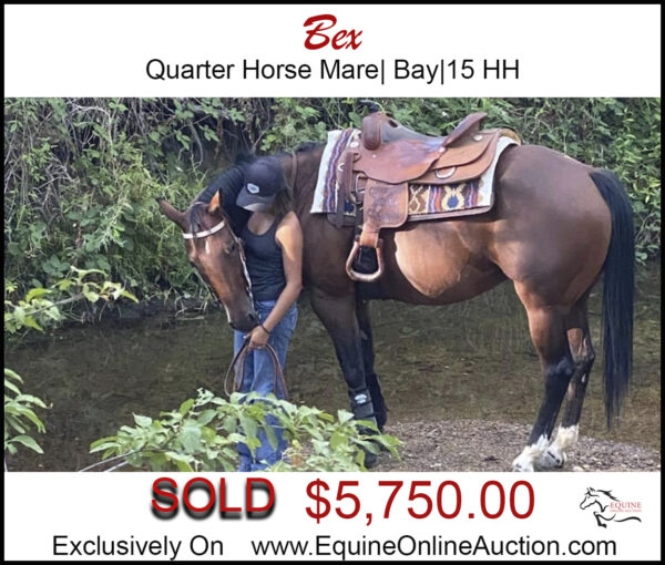 Bex- Quarter horse bay mare.