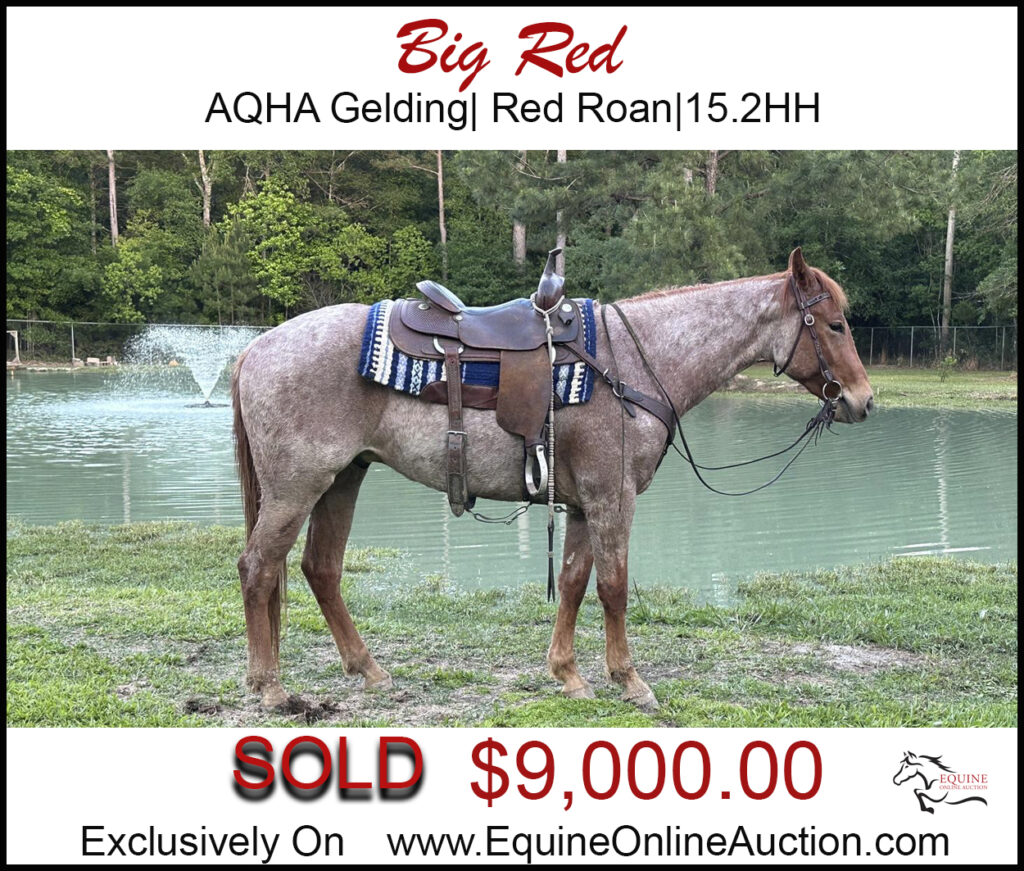 Big Red- AQHA registered red roan family gelding