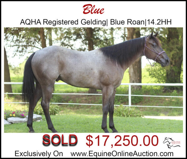 Blue-Fancy AQHA registered gelding perfect for any family.