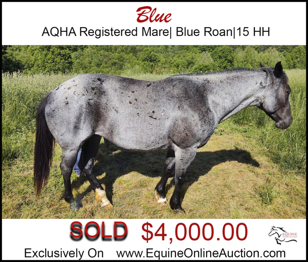 Blue- AQHA mare- Blue roan