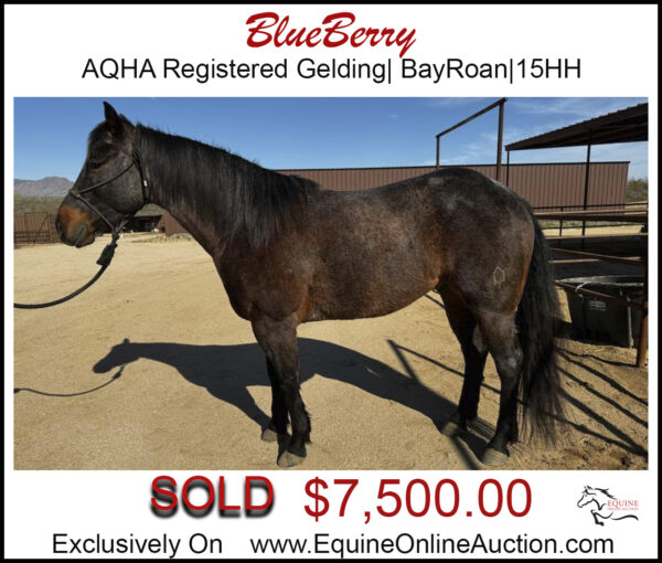 Blueberry-AQHA Register,ranch,rope horse, bay roan