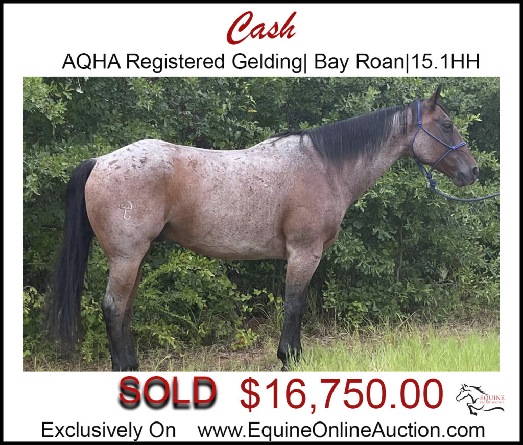 Cash-AQHA registered bay roan roping horse.