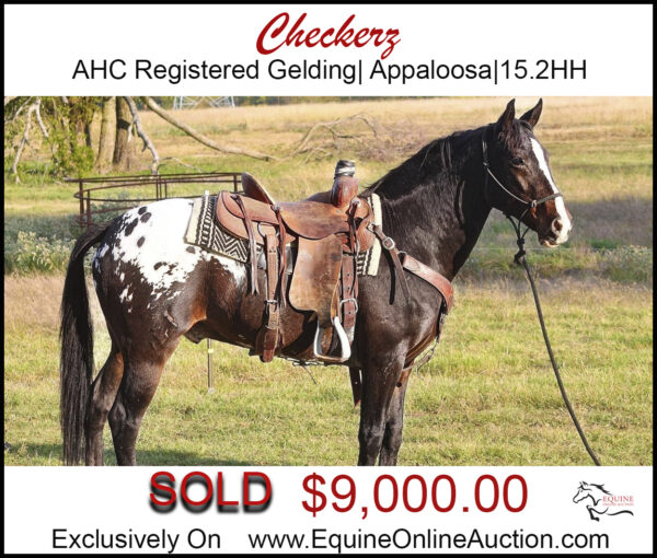 Checkers-Registered appaloosa Gelding