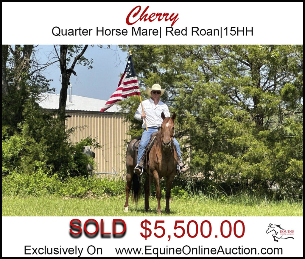 Cherry- Quarter Horse, red roan mare