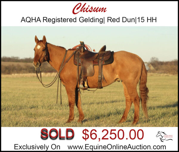 Chisum-Red Dun AQHA registered Gelding