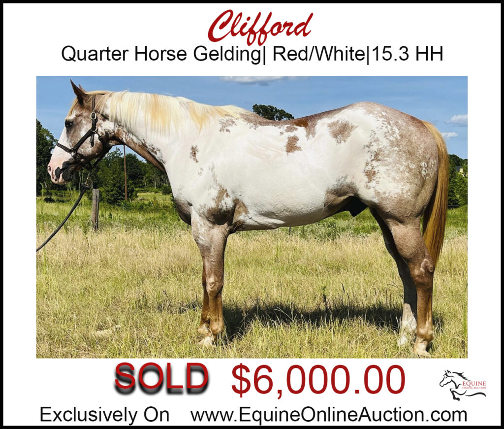 Clifford-Unique colored quarter horse gelding.