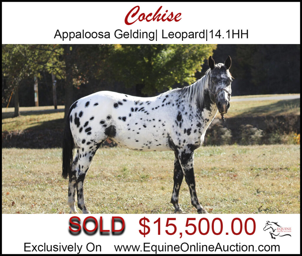 Cochise- Gorgeous Leopard Appaloosa Gelding, kid and family approved.