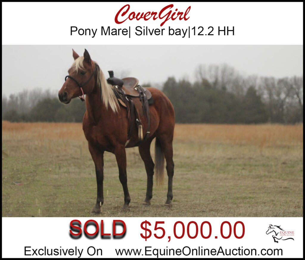 Covergirl- Unique colored silver bay mare pony.