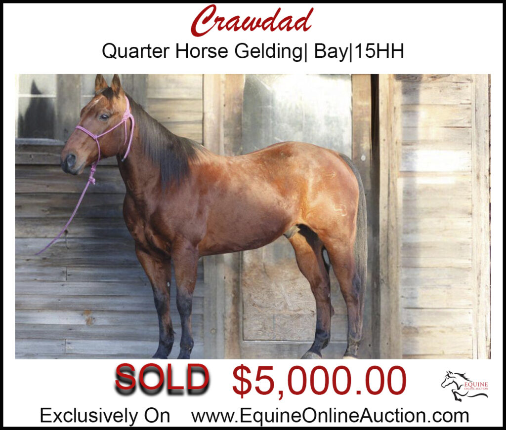 Crawdad-Quarter horse gelding, bay, family horse