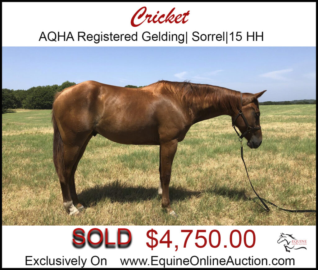 Cricket- AQHA Registered Gelding