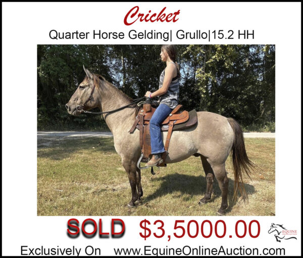 Cricket- Quarter horse gelding grullo