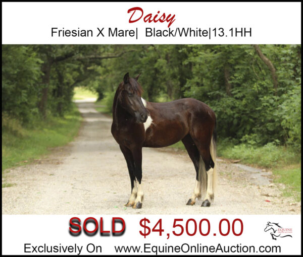 Daisy-Friesian X Black/white mare