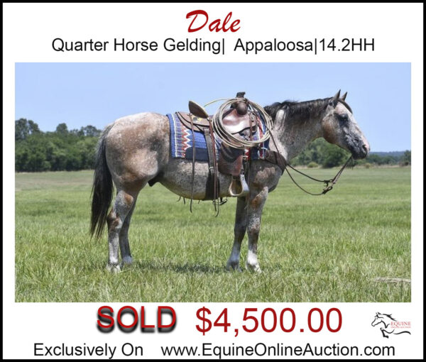 Dale- Quarter horse gelding, great for family