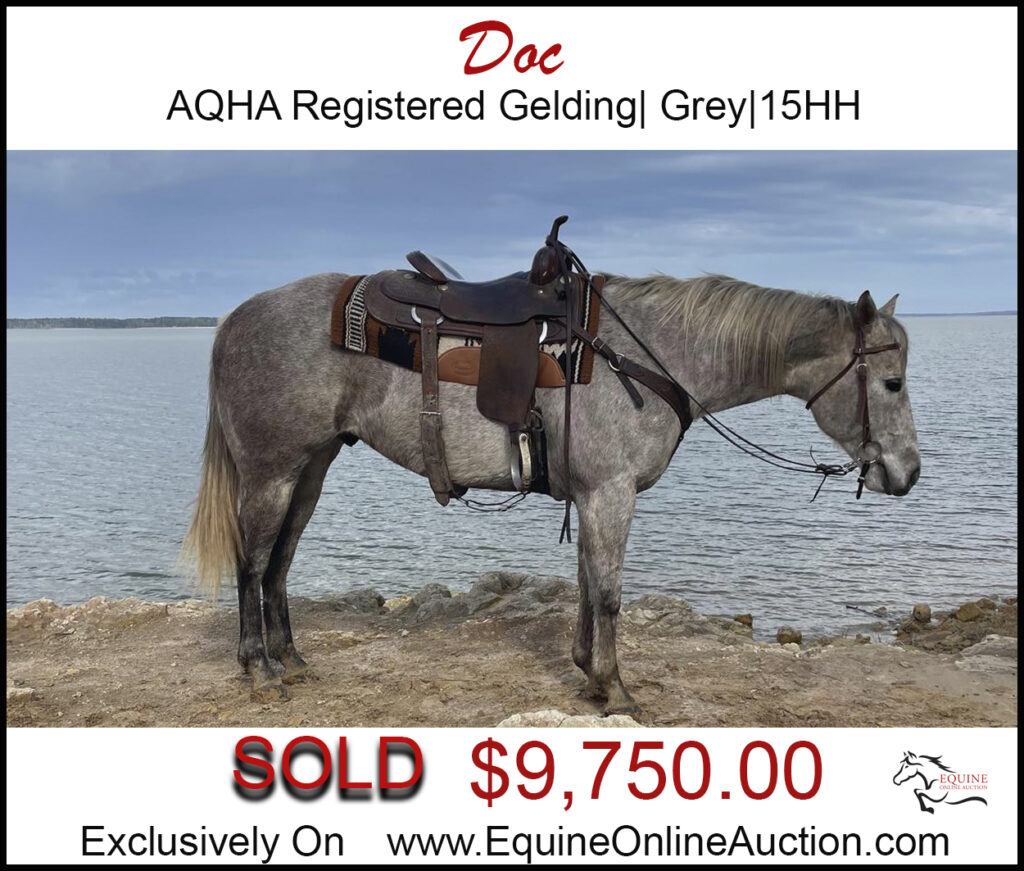 Doc-AQHA registered family trail horse