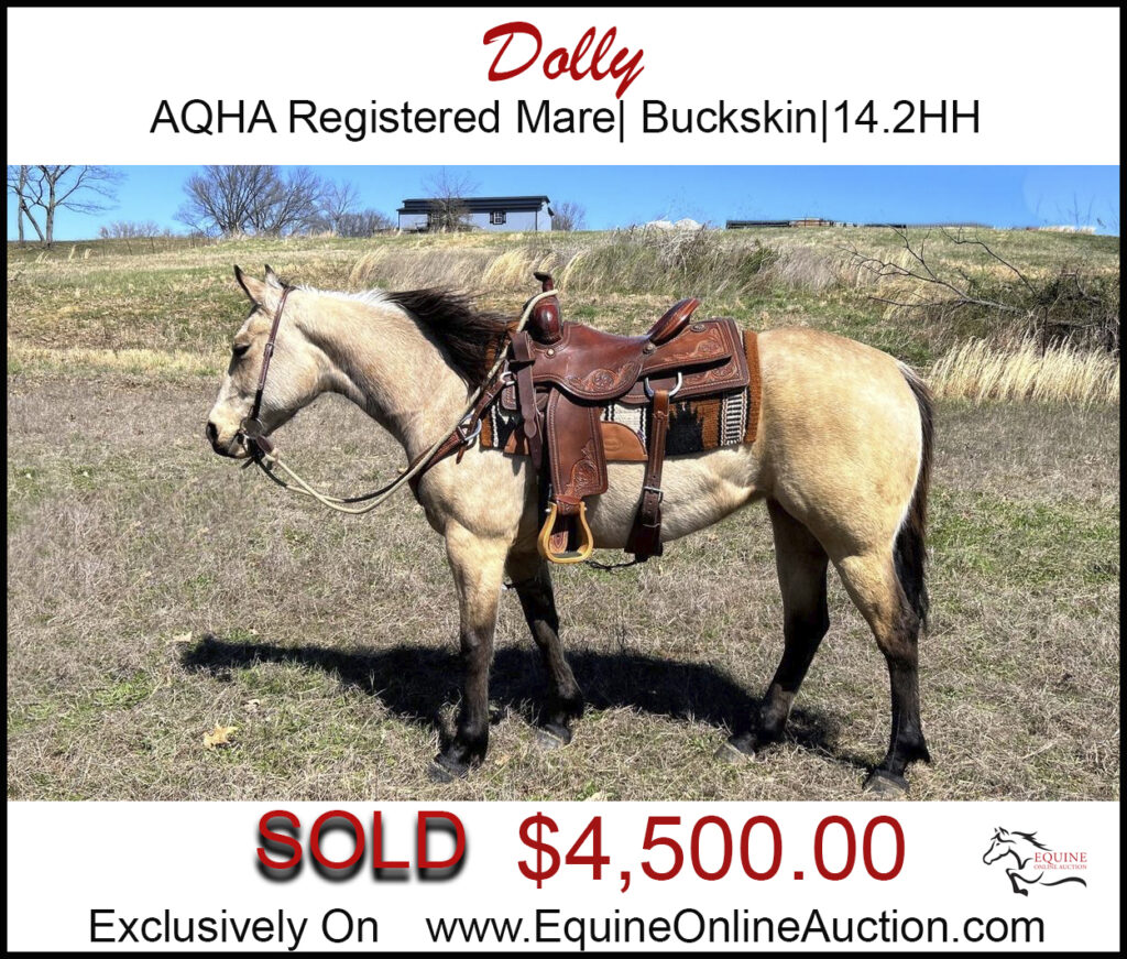 Dolly- AQHA Registered Buckskin Family mare