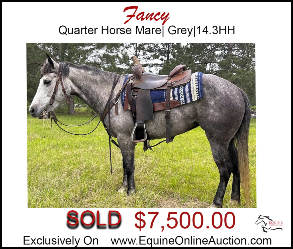 Fancy- Perfect family mare with beautiful gey color.