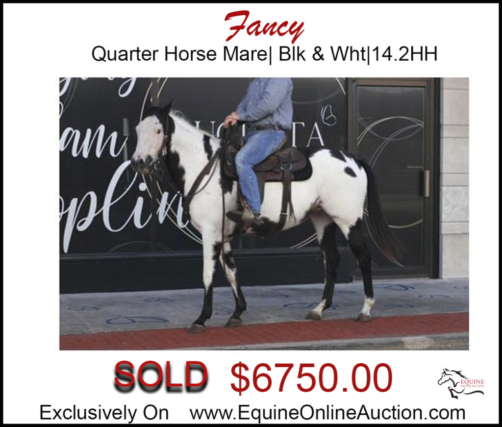 Fancy- Beautiful black and white paint mare, safe for all the family.