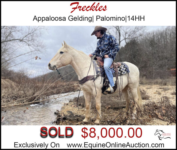 Freckles- Appaloosa Gelding, family safe