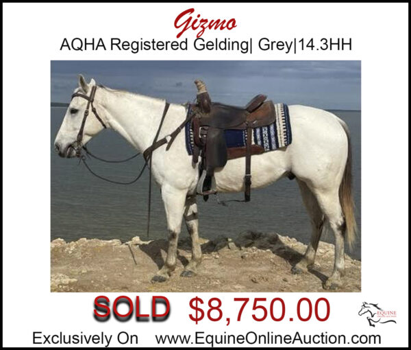 Gizmo- AQHA Register Grey Gelding