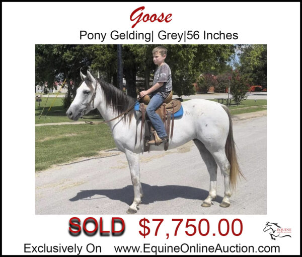 Goose- Grey Pony Gelding