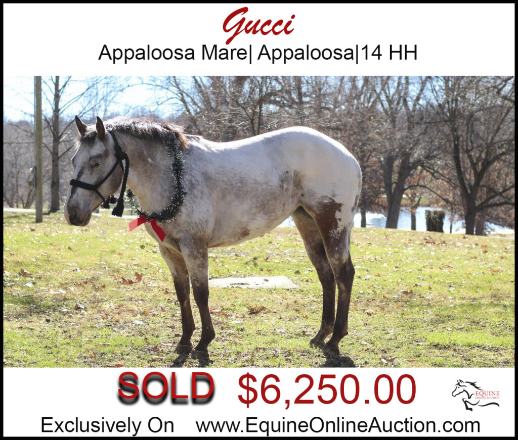 Gucci-cool little Appaloosa Mare.