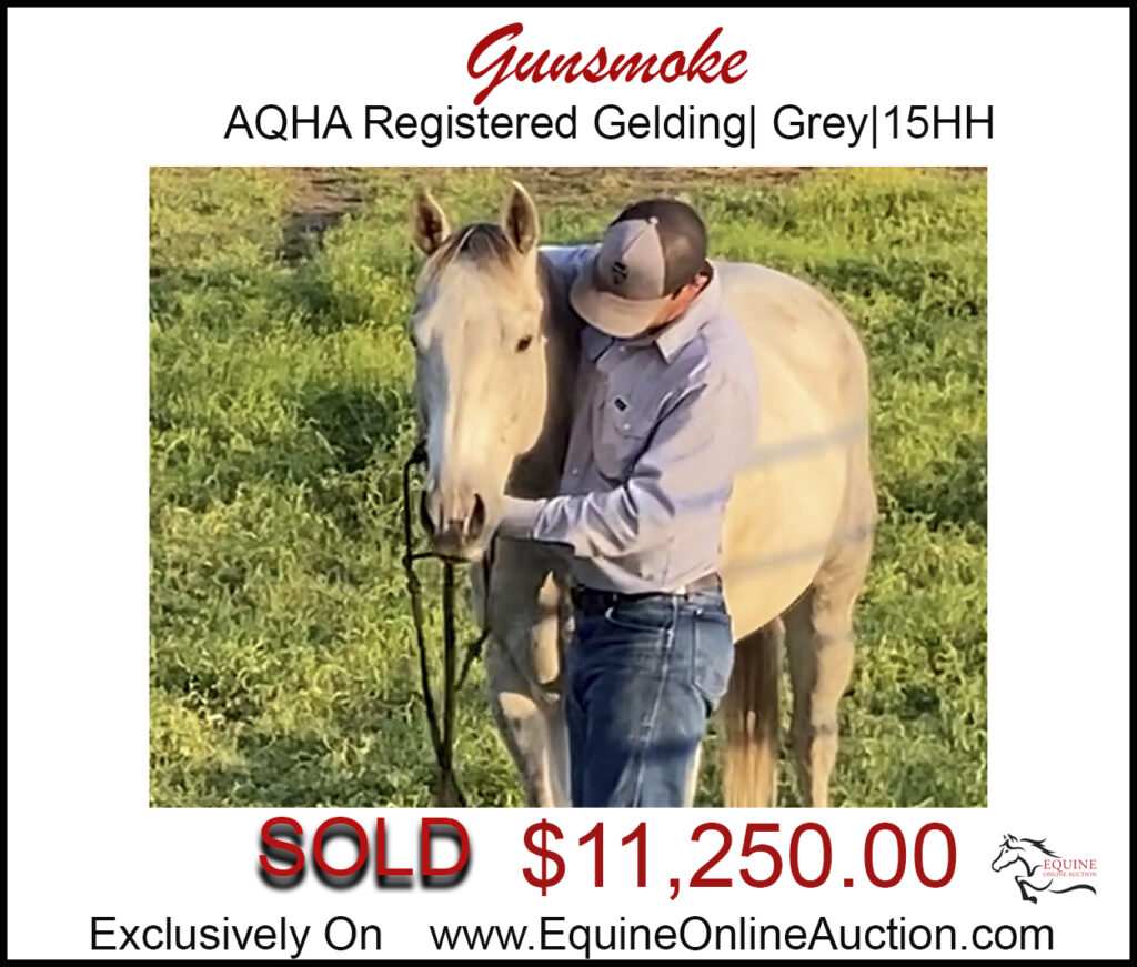 Gunsmoke- Nice AQHA Rope Gelding