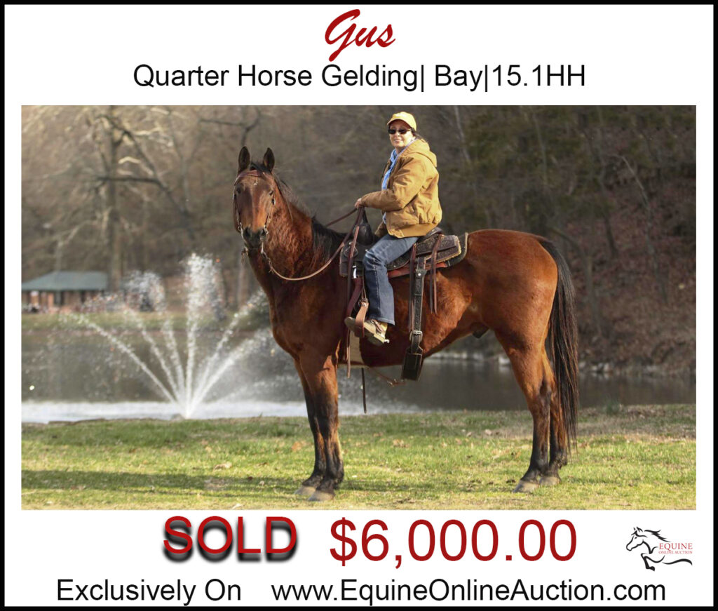 Gus-Nice bay quarter horse gelding