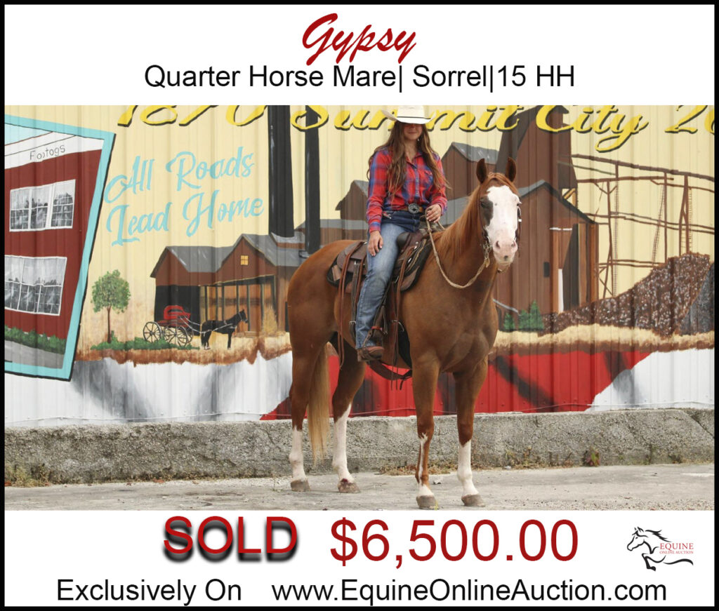 Gypsy-Beautiful Family quarter horse mare.