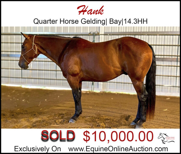 Hank-Quarter horse bay gelding, Ranch versatility