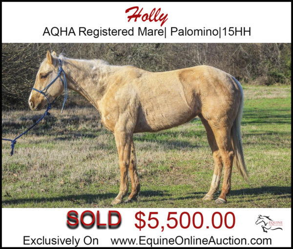 Holly-AQHA Registered roping mare