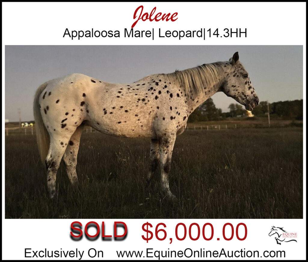 Jolene- Leopard Appaloosa Mare