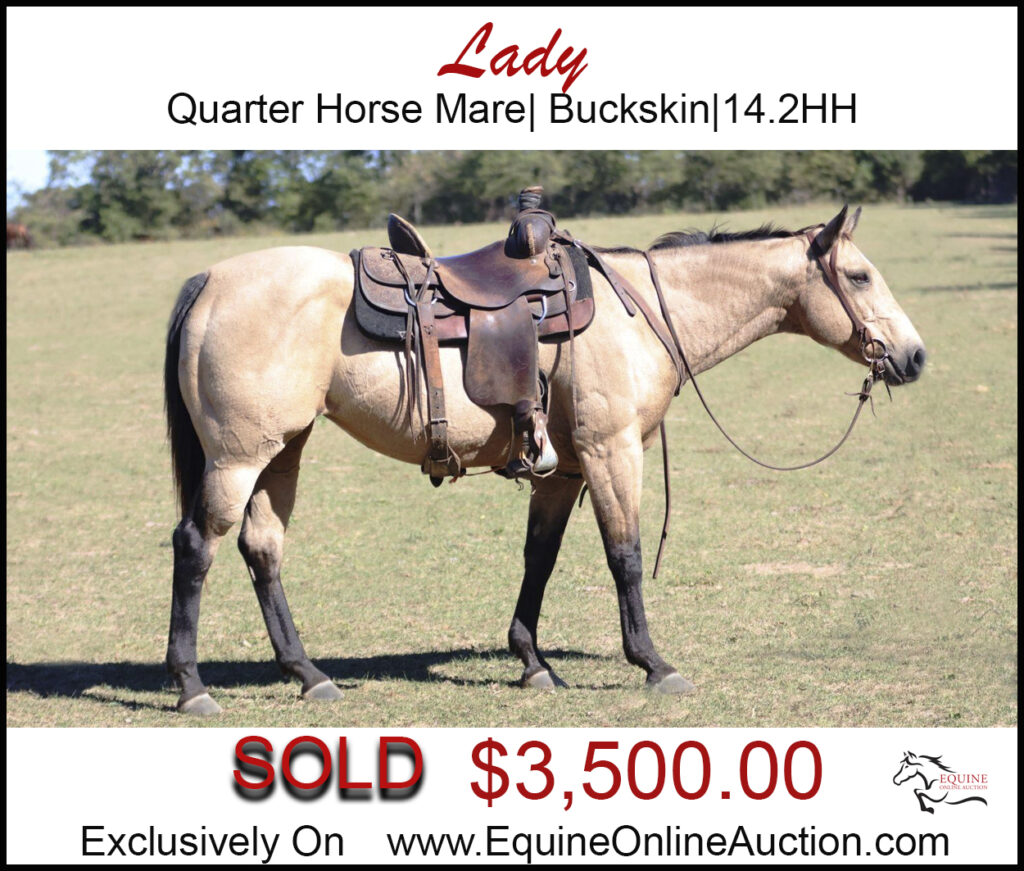 Lady- Family horse, quarter horse, buckskin